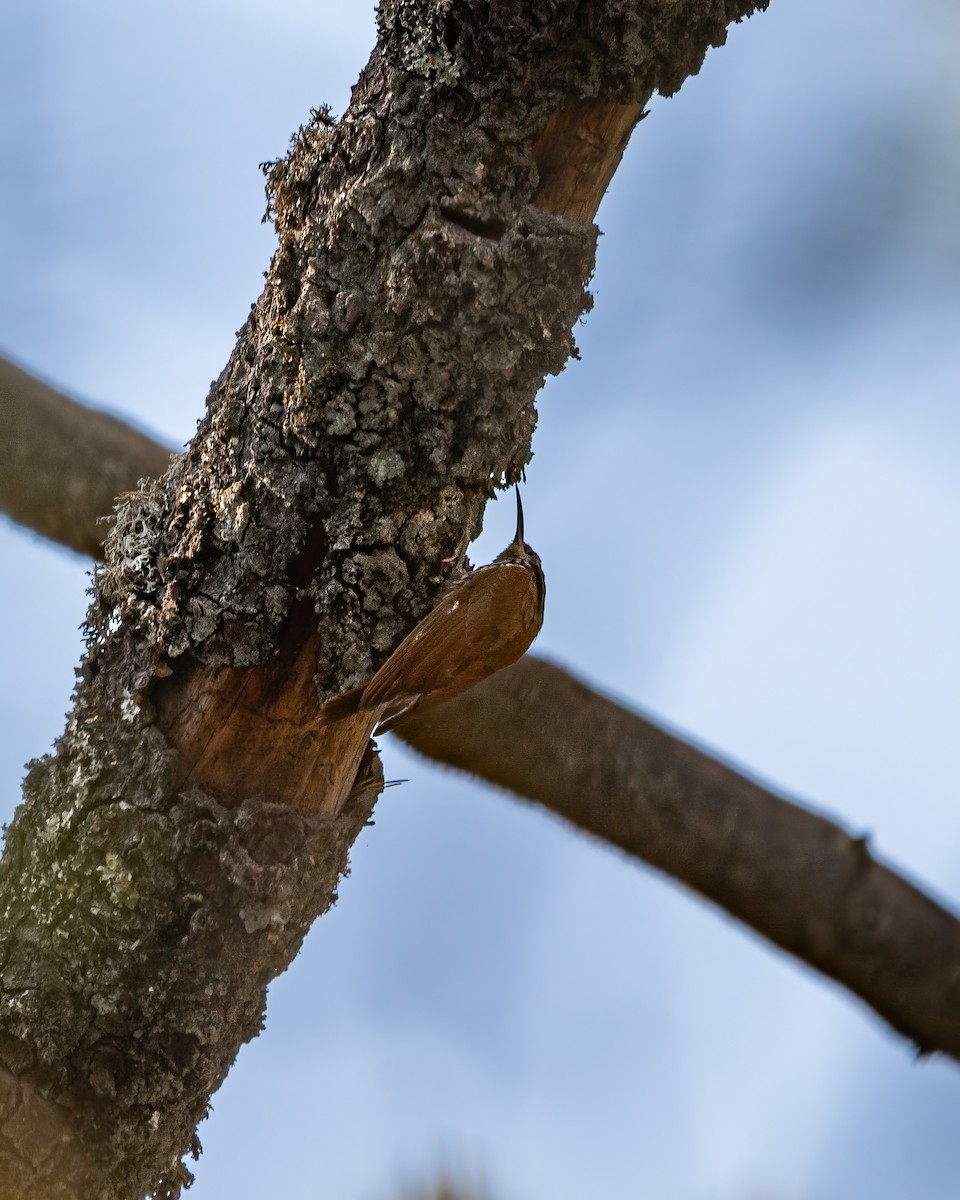 White-striped Woodcreeper - ML633980817