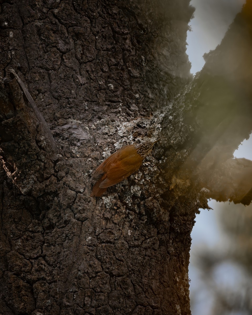 White-striped Woodcreeper - ML633980818
