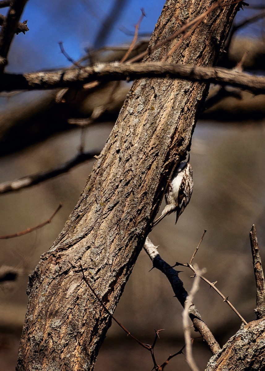 Brown Creeper - ML633980918