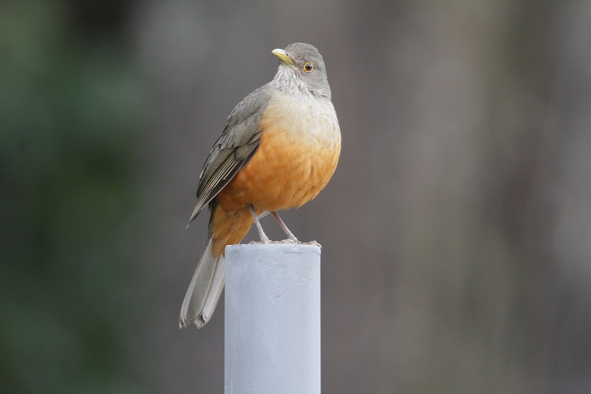 Rufous-bellied Thrush - ML633980921