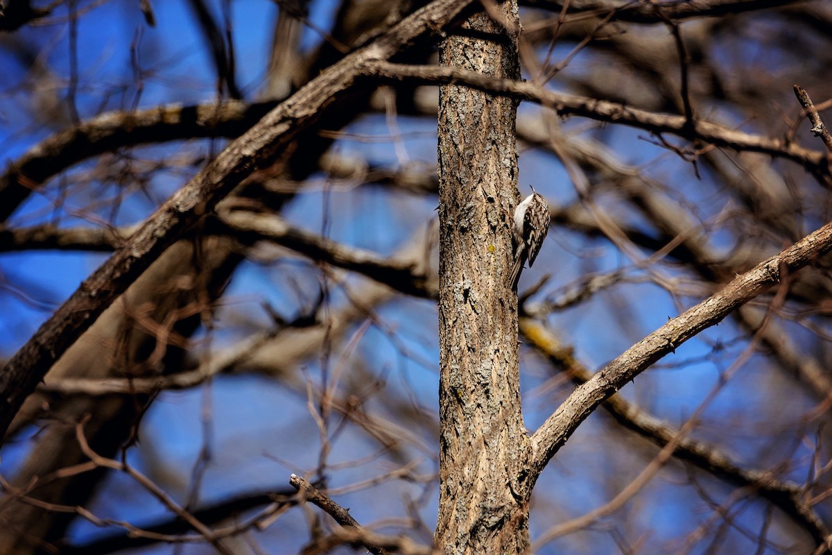 Brown Creeper - ML633980925