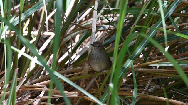 Taiwan Bush Warbler - ML633980951