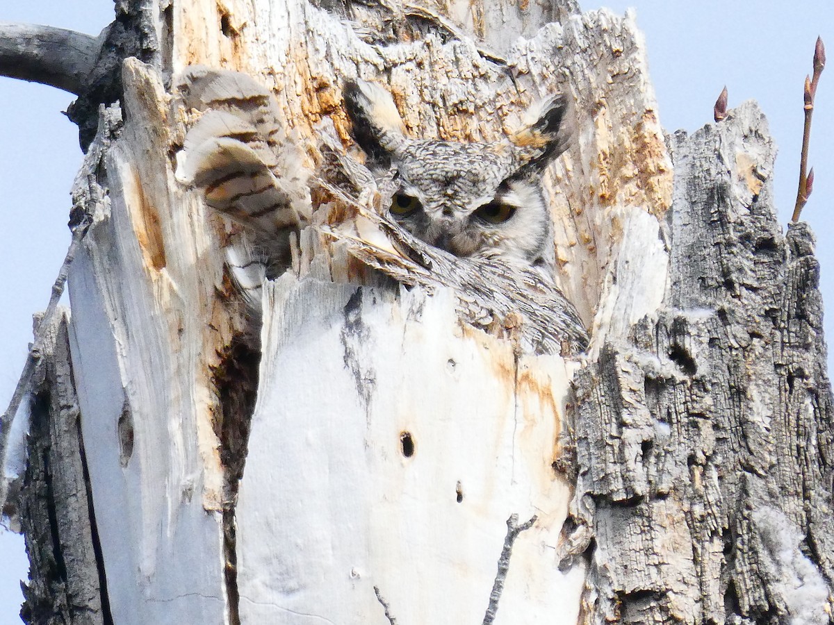 Great Horned Owl - ML633981139