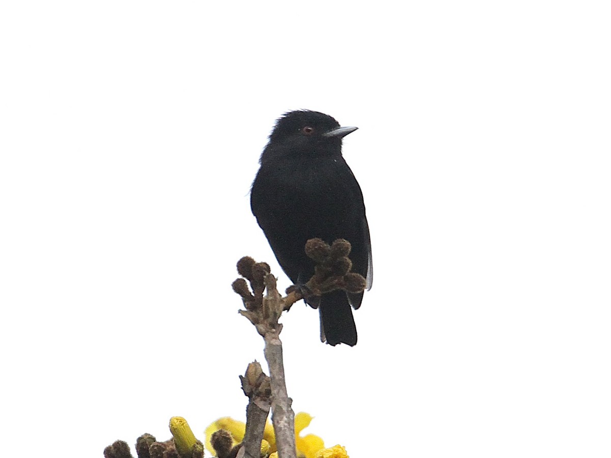 Blue-billed Black-Tyrant - ML633981166