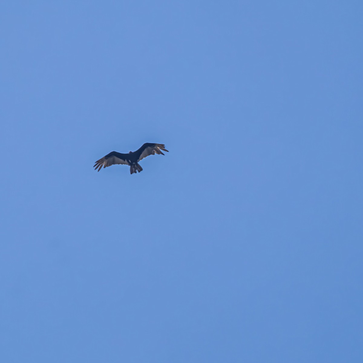 Turkey Vulture - ML633981365