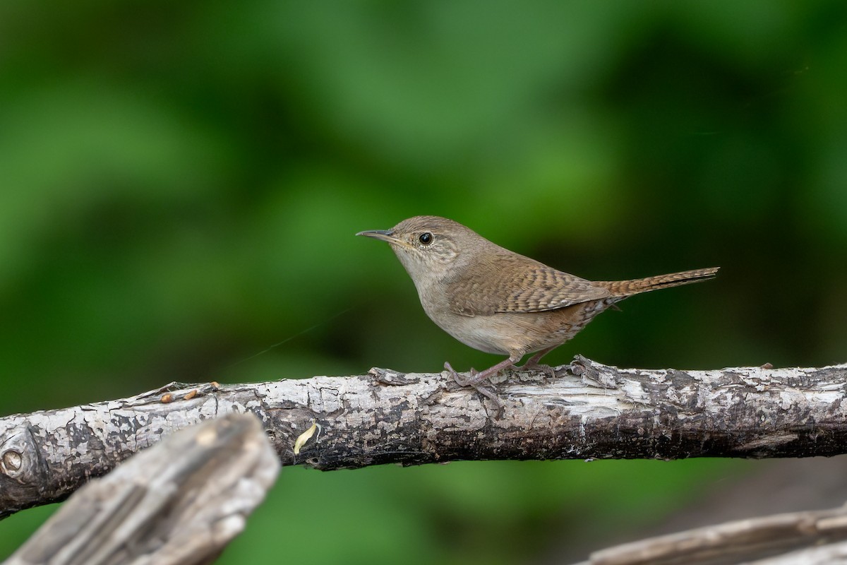 Northern House Wren - ML633981374