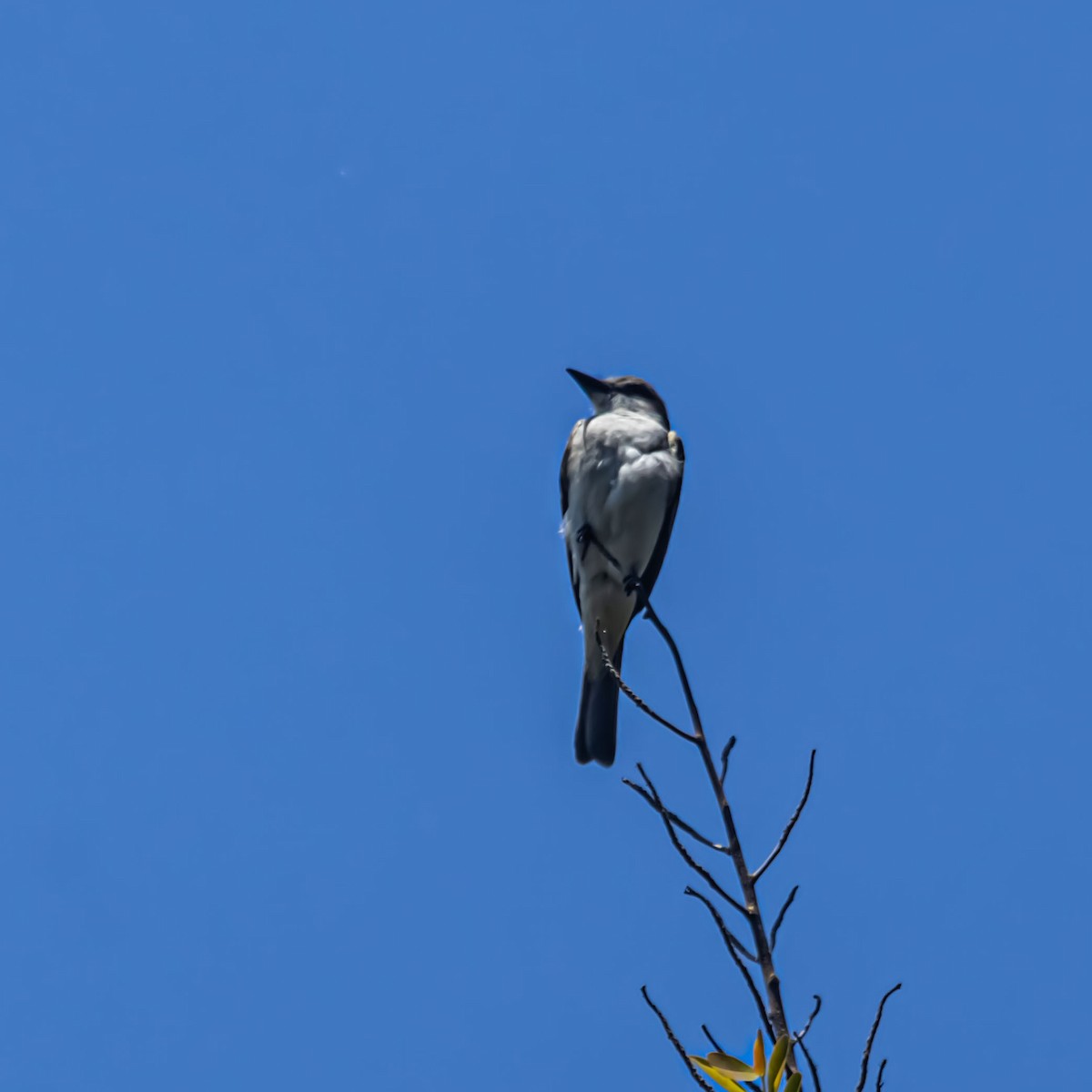 Gray Kingbird - ML633981377