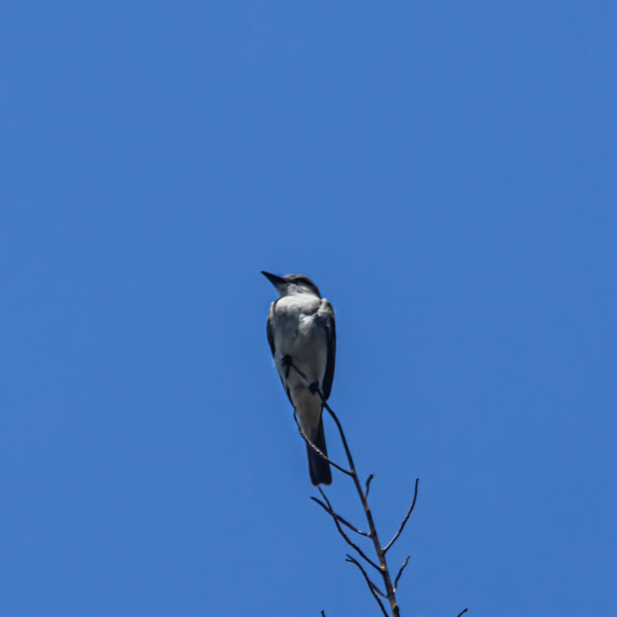 Gray Kingbird - ML633981378