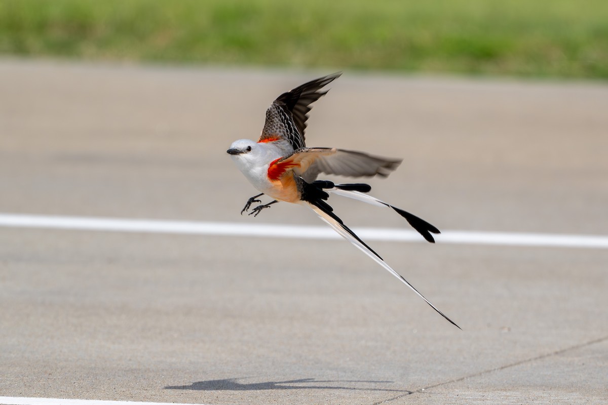 Scissor-tailed Flycatcher - ML633981380