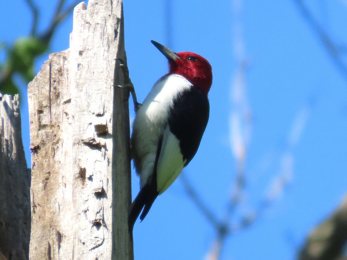 Red-headed Woodpecker - ML633981381