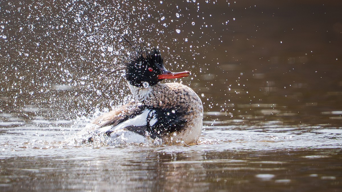 Сэвгэр бохио - ML633981456