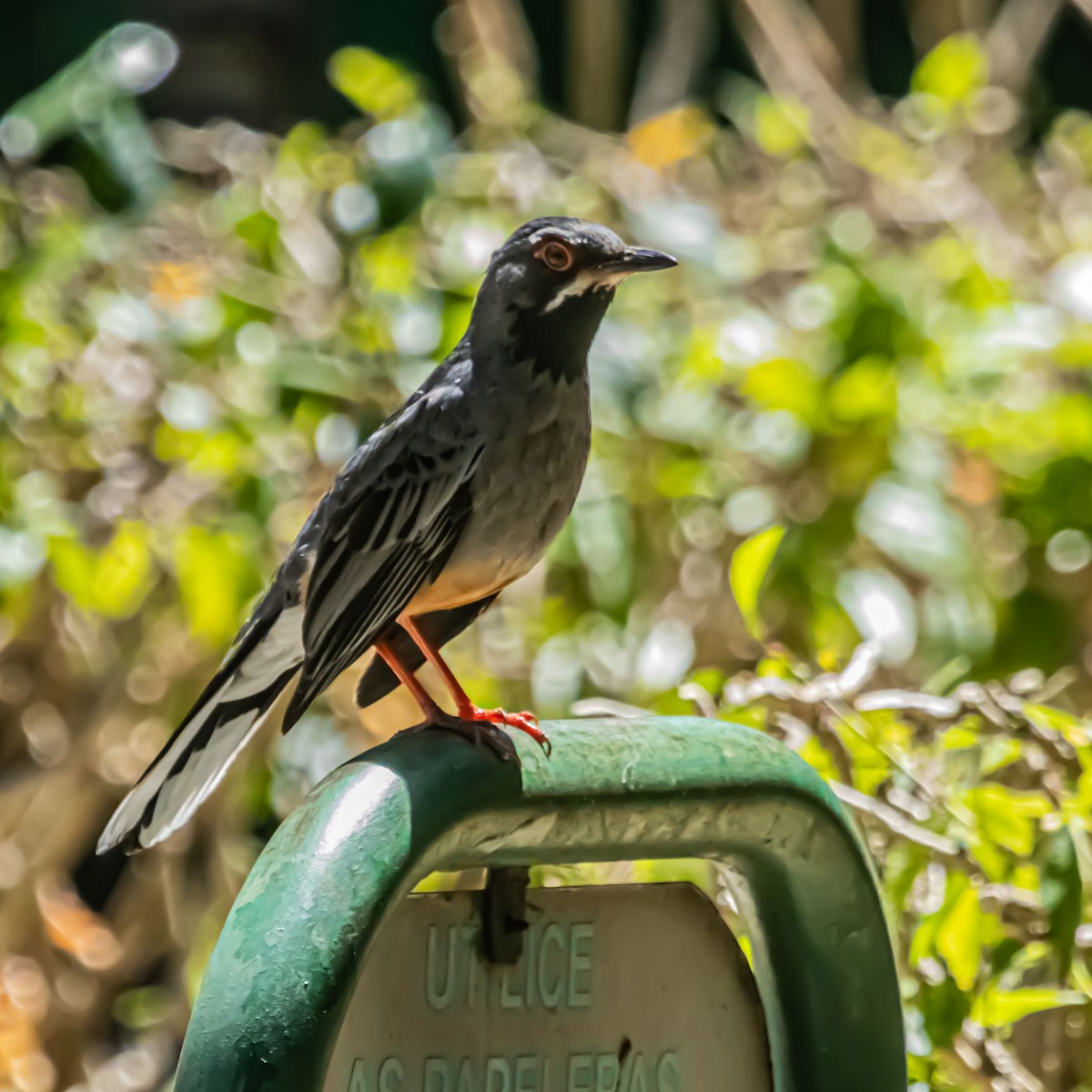 Red-legged Thrush - ML633981496