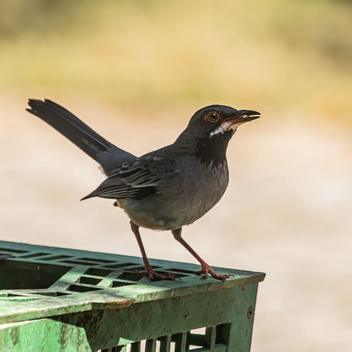 Red-legged Thrush - ML633981498