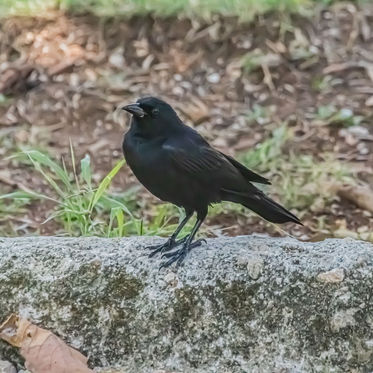 Cuban Blackbird - ML633981529