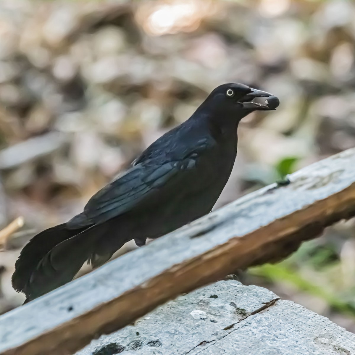 Greater Antillean Grackle - ML633981534