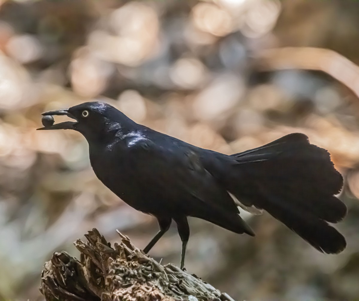 Greater Antillean Grackle - ML633981535