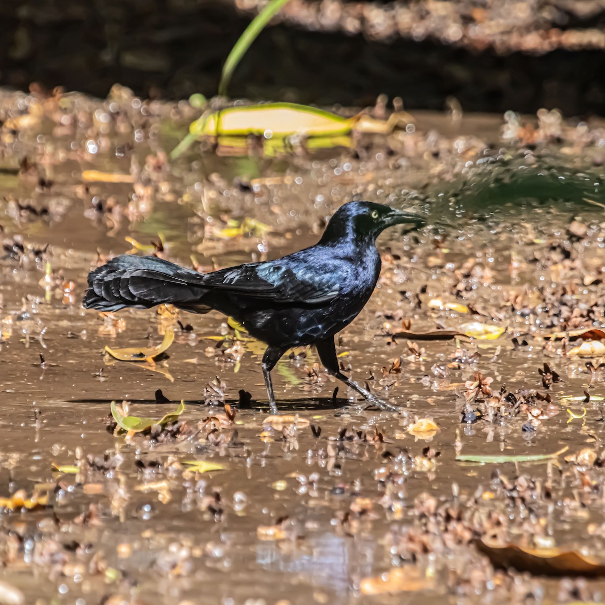 Greater Antillean Grackle - ML633981536