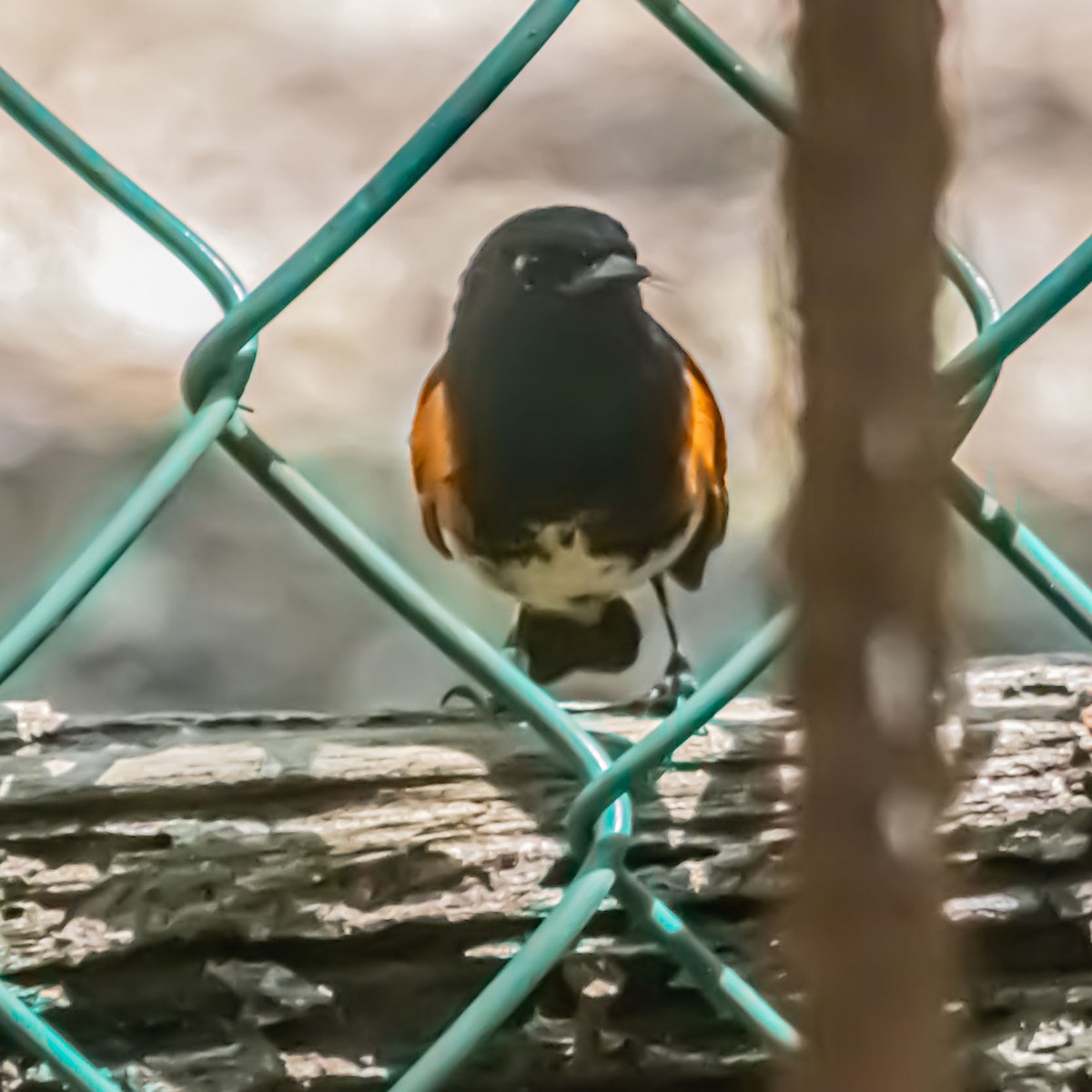 American Redstart - ML633981582