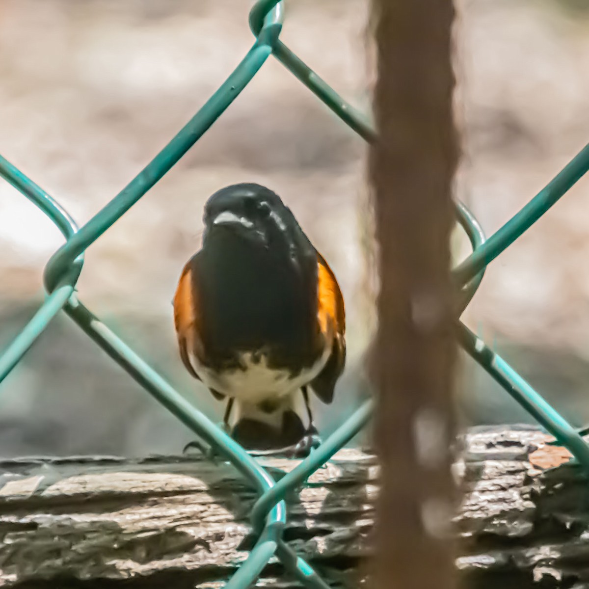 American Redstart - ML633981583