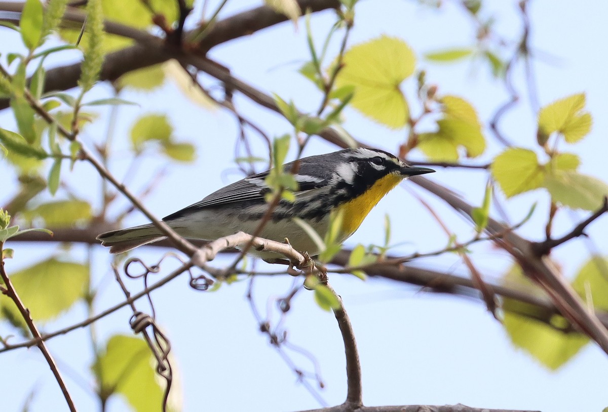 Goldkehl-Waldsänger - ML633981617