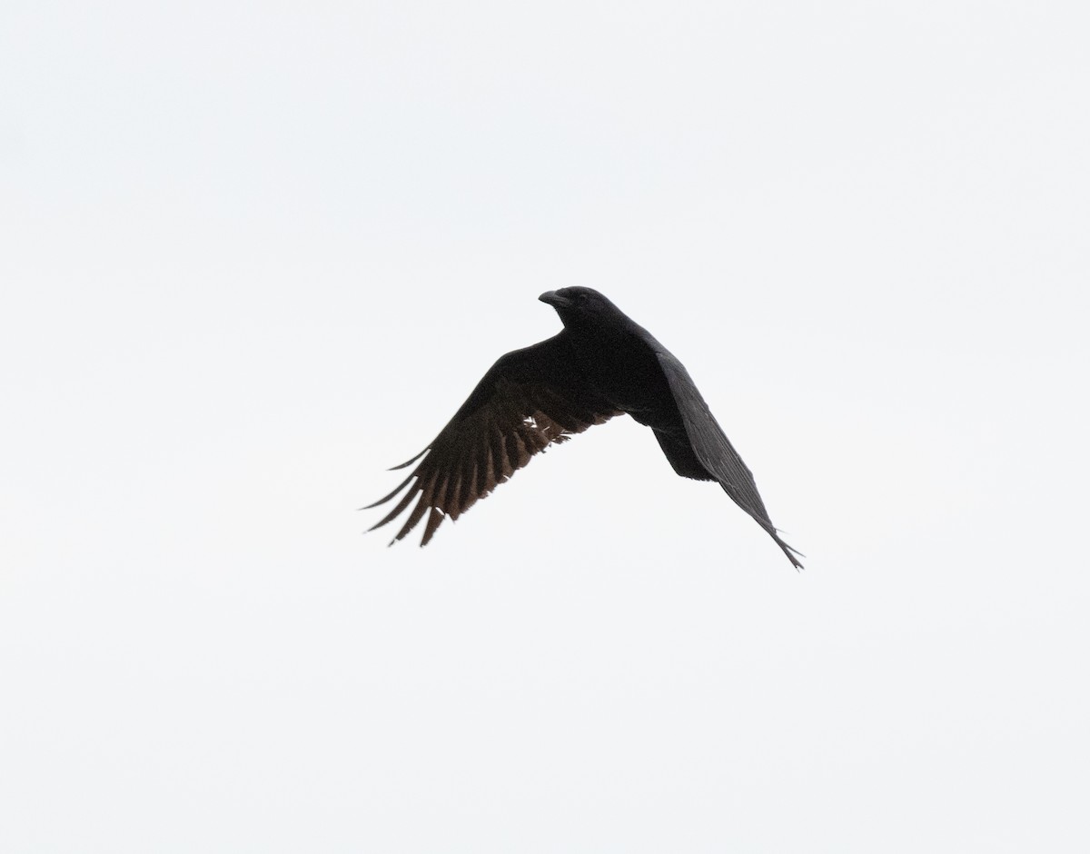 ウオガラス - ML633981734