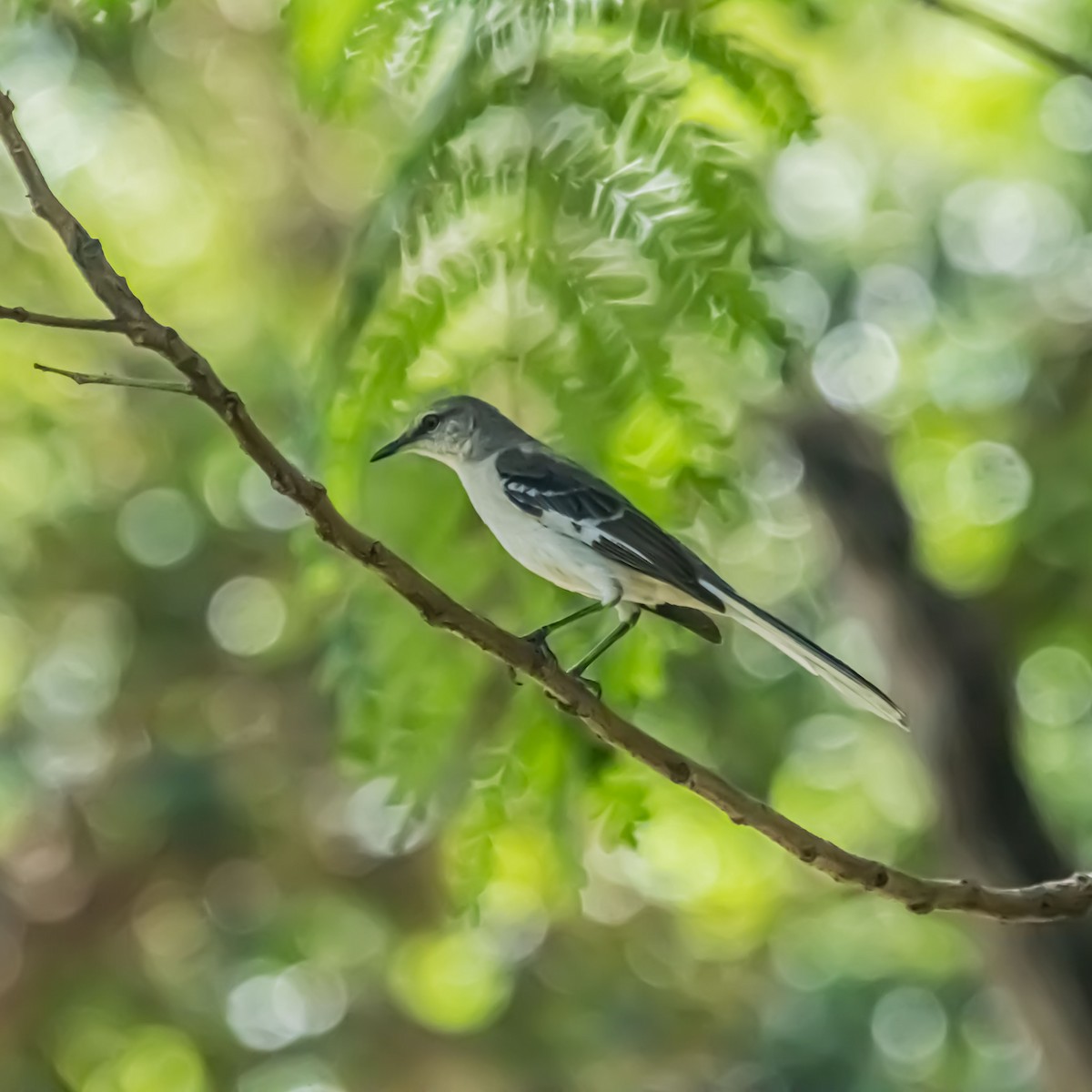 Northern Mockingbird - ML633981739