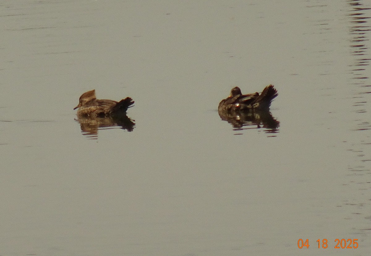 Hooded Merganser - ML633981752