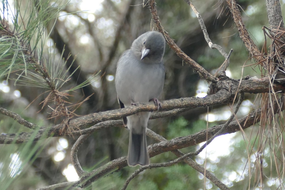 Pinson bleu - ML633981815