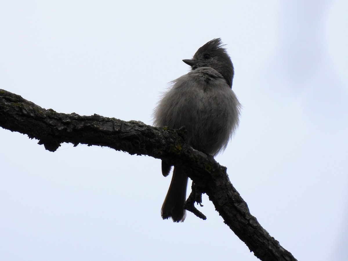 Mésange unicolore - ML633981929