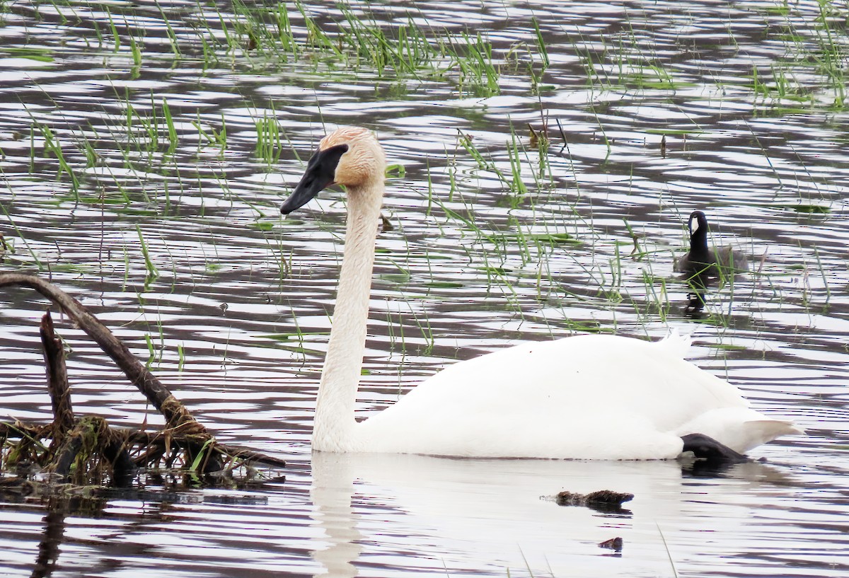 Trumpeter Swan - ML633981973
