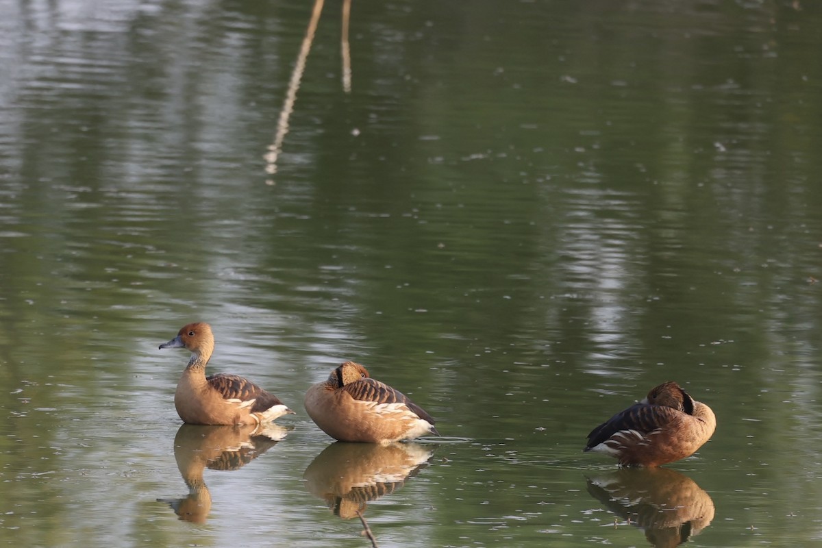 Fulvous Whistling-Duck - ML633981990