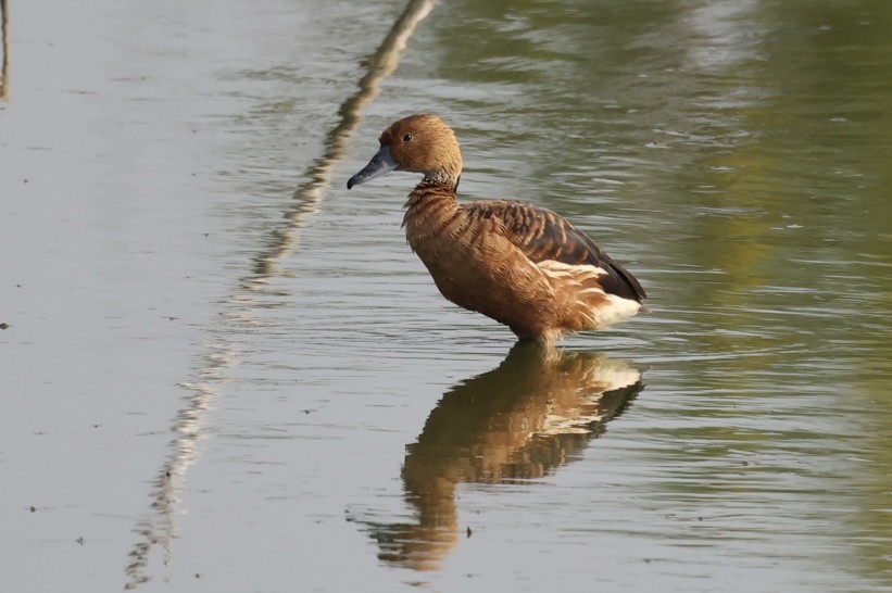 Fulvous Whistling-Duck - ML633981991