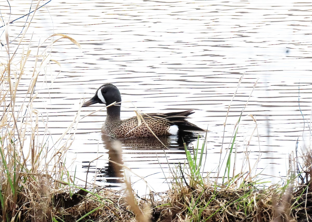 Blue-winged Teal - ML633982067