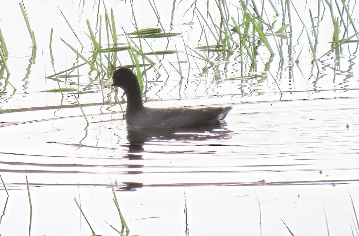 American Coot - ML633982093