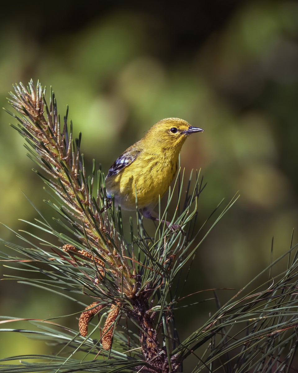 Pine Warbler - ML633982131