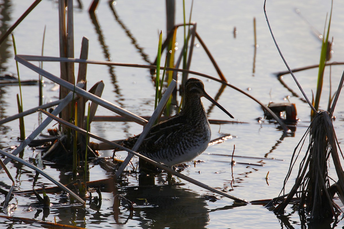 Wilson's Snipe - ML633982182
