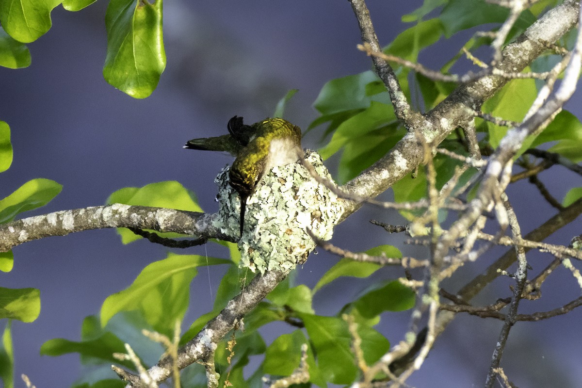 Ruby-throated Hummingbird - ML633982317
