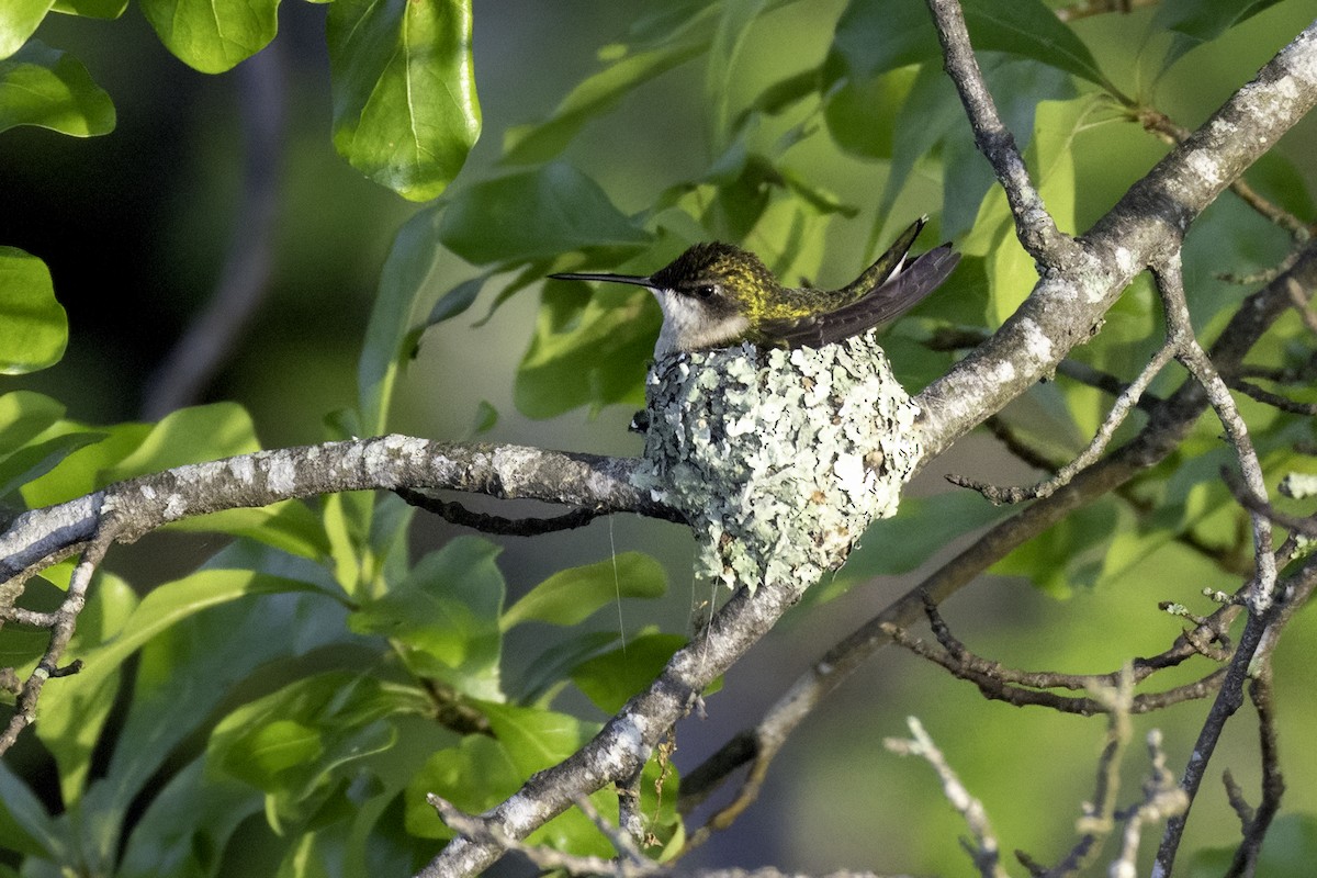 Ruby-throated Hummingbird - ML633982328