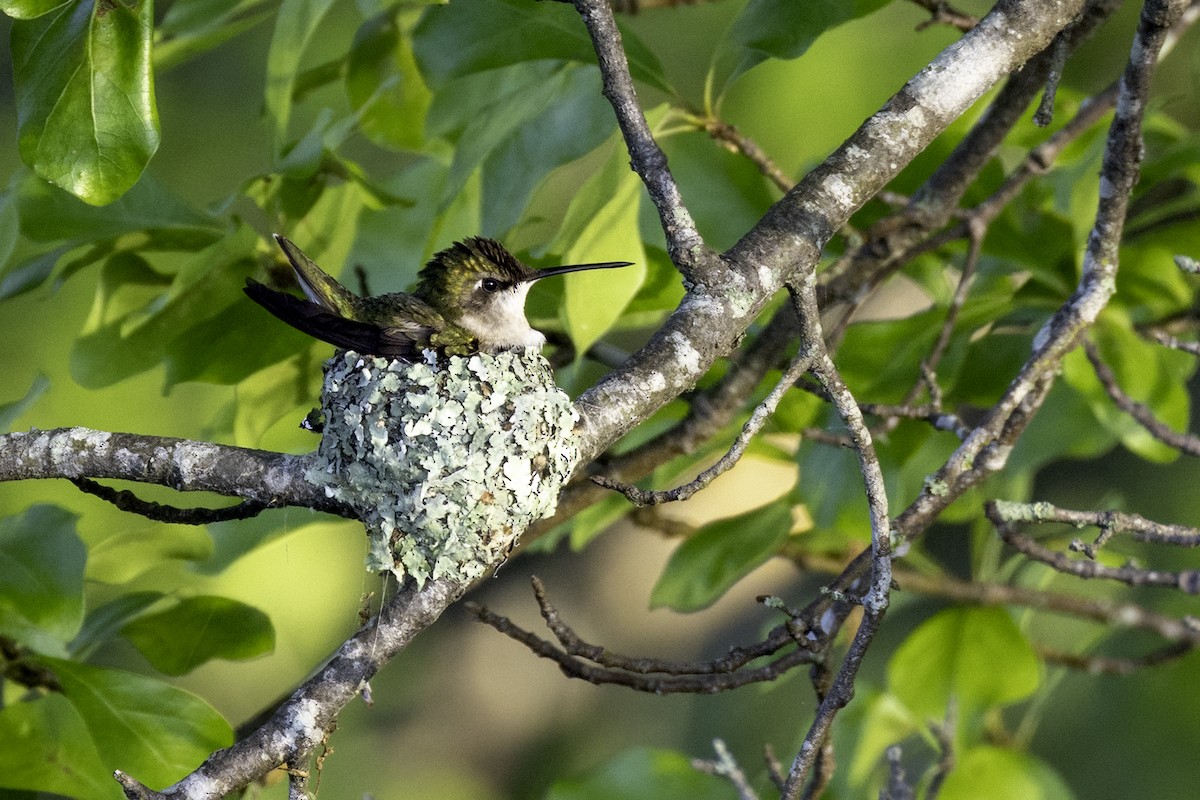 Ruby-throated Hummingbird - ML633982332