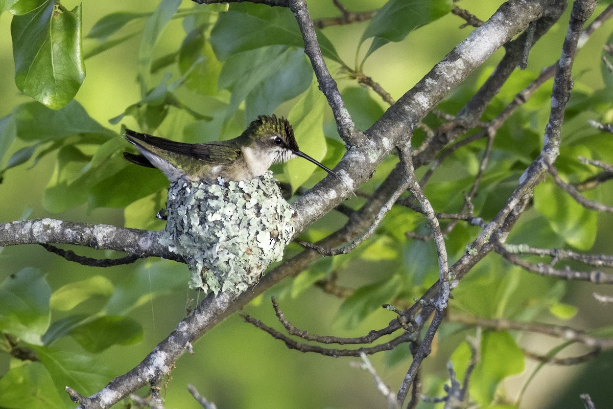 Ruby-throated Hummingbird - ML633982334