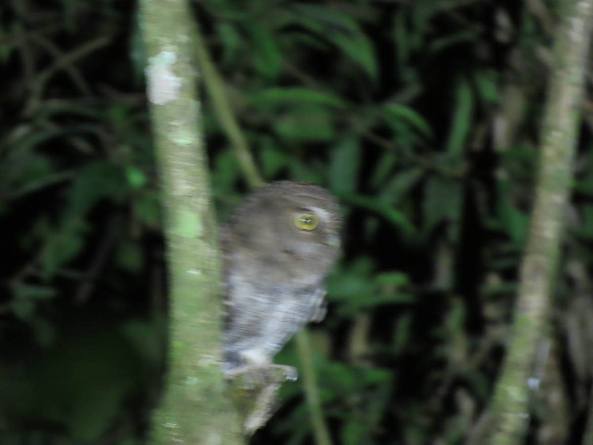 Foothill Screech-Owl (Foothill) - ML633982338