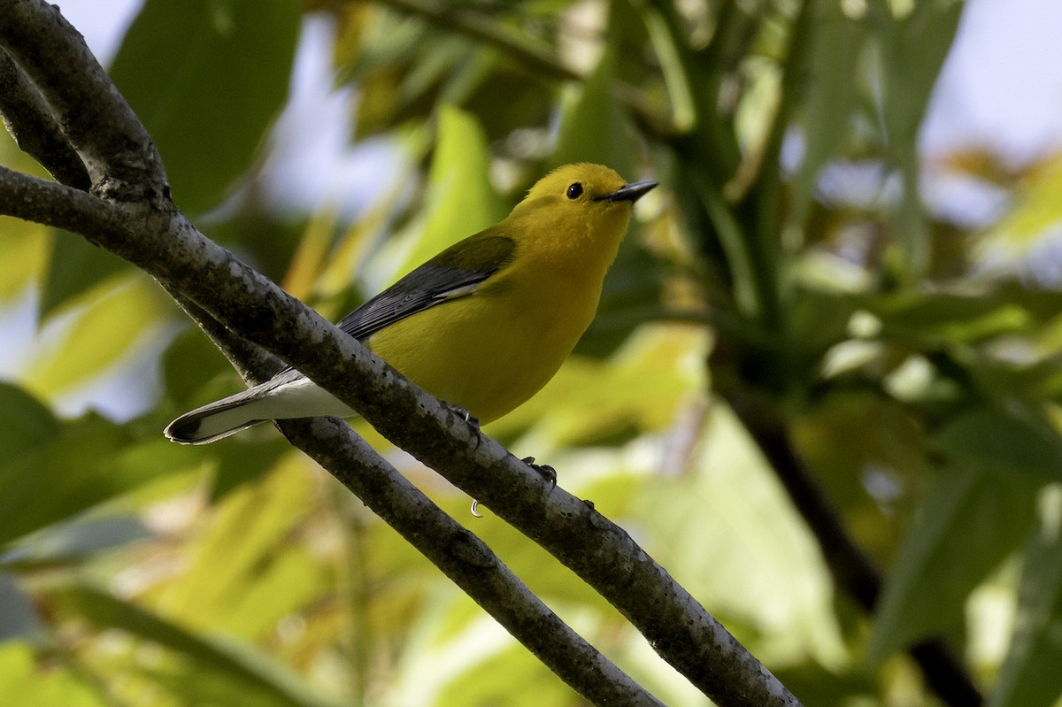 Prothonotary Warbler - ML633982340