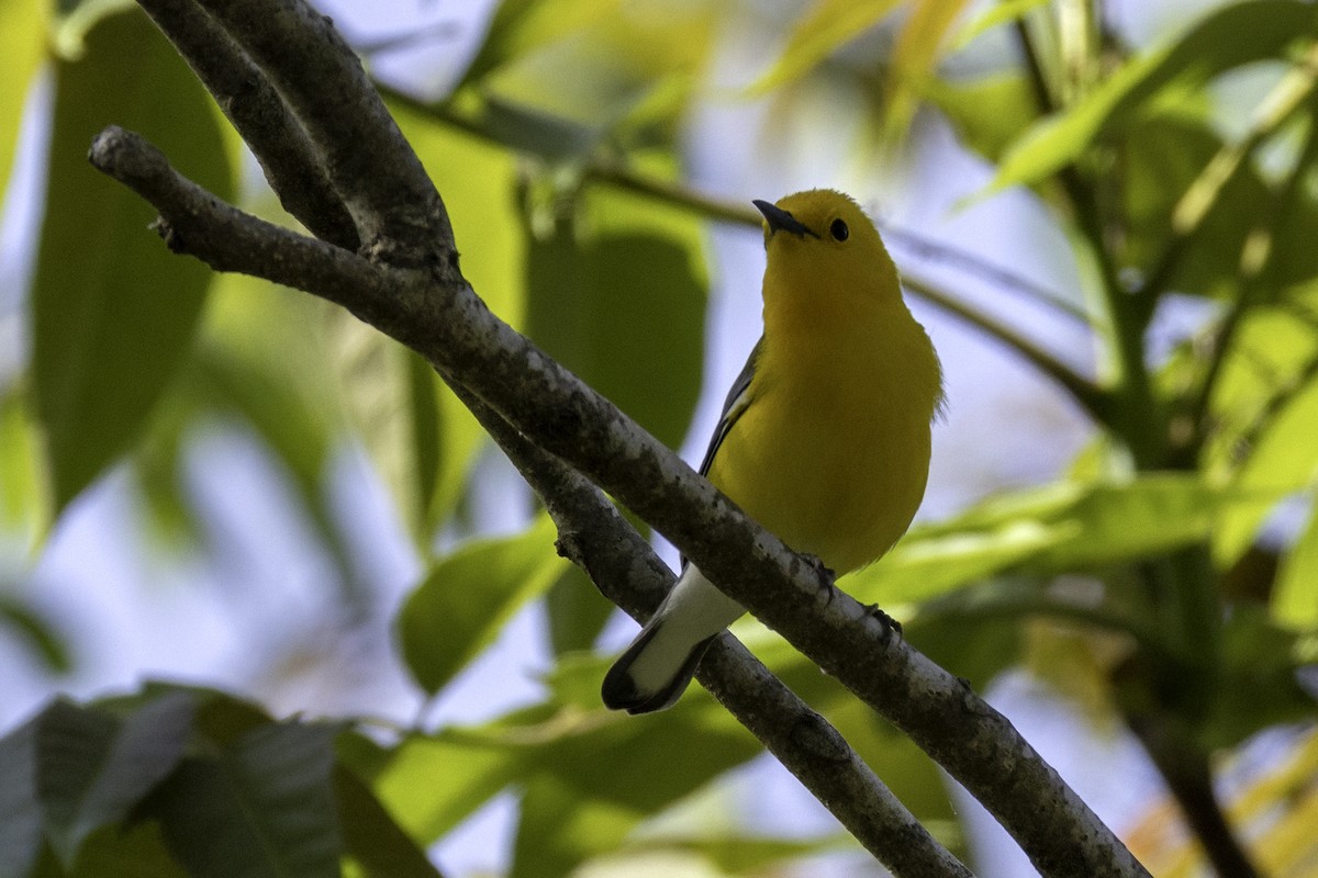 Prothonotary Warbler - ML633982341