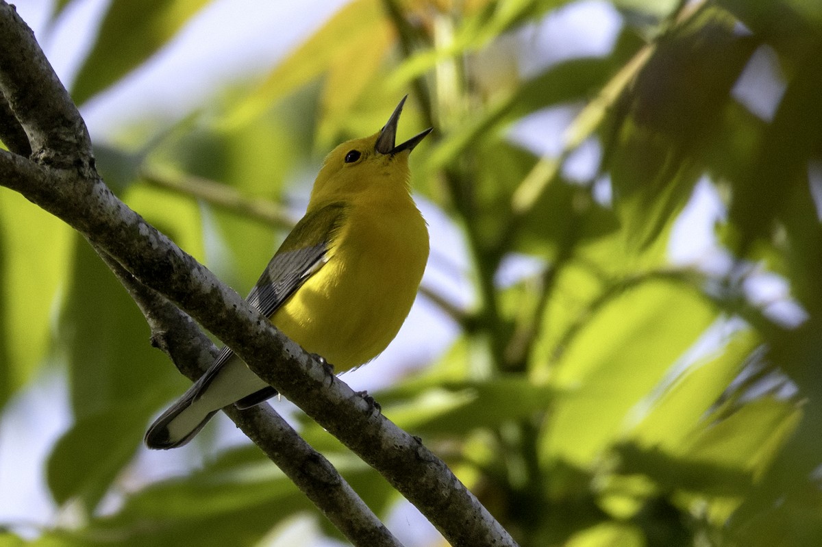 Prothonotary Warbler - ML633982367
