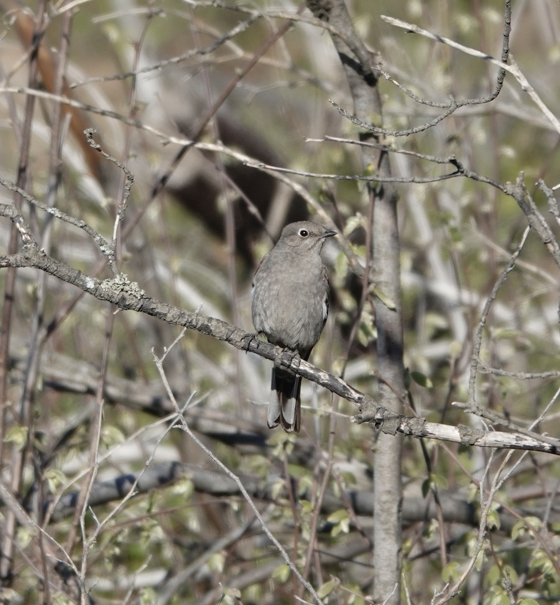 Townsend's Solitaire - ML633982405