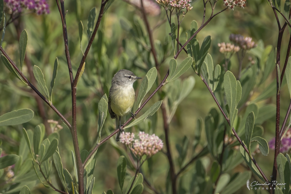 White-crested Tyrannulet (Sulphur-bellied) - ML633982577