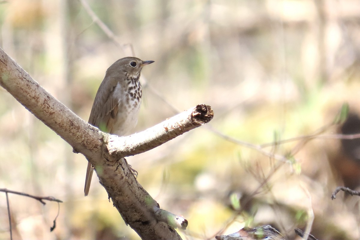 Hermit Thrush - ML633982603