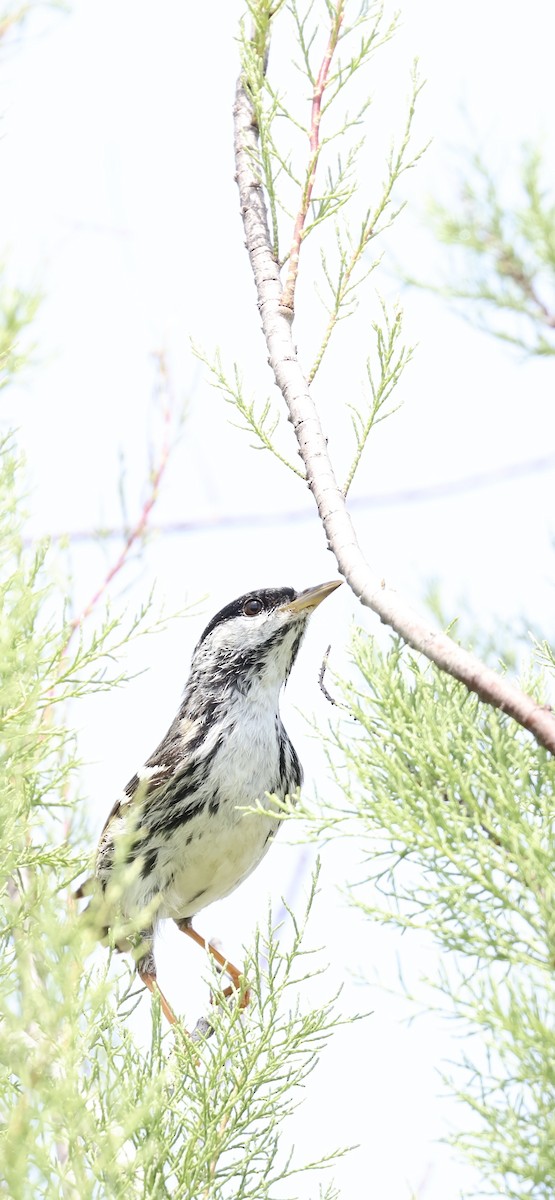 Blackpoll Warbler - ML633982641