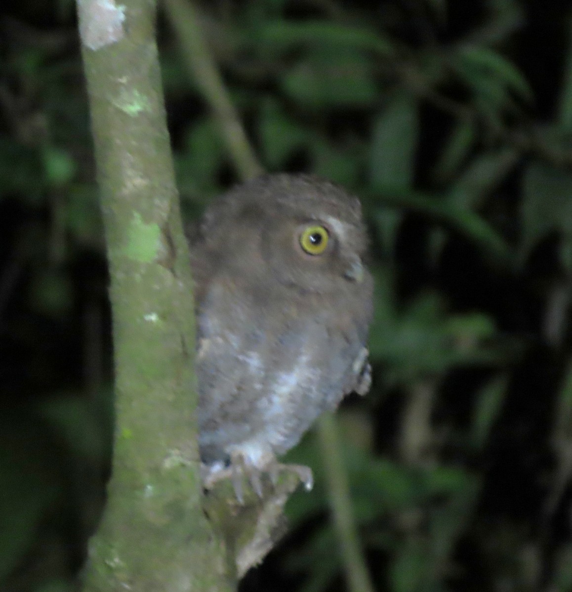 Foothill Screech-Owl (Foothill) - ML633982672