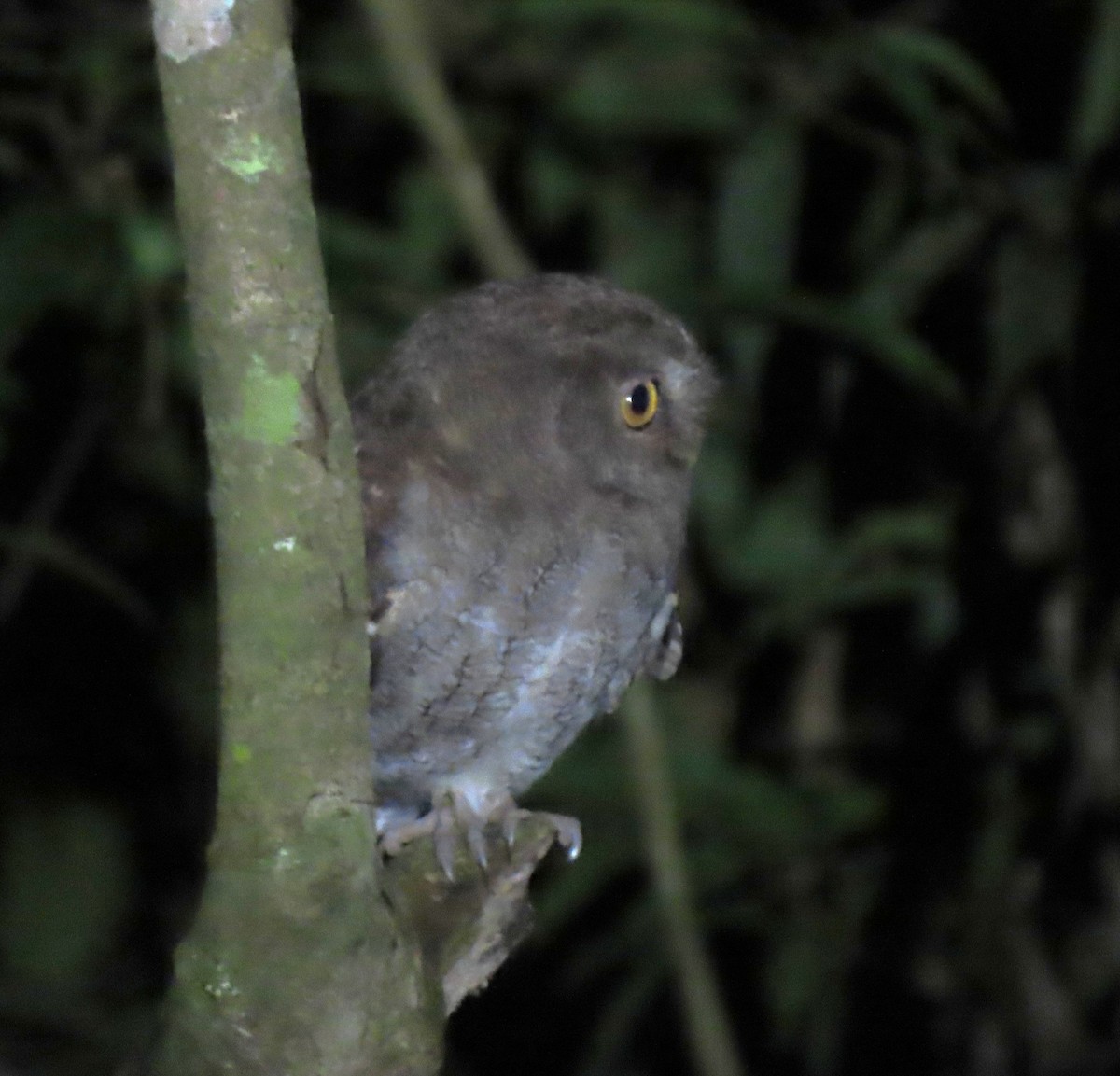 Foothill Screech-Owl (Foothill) - ML633982673